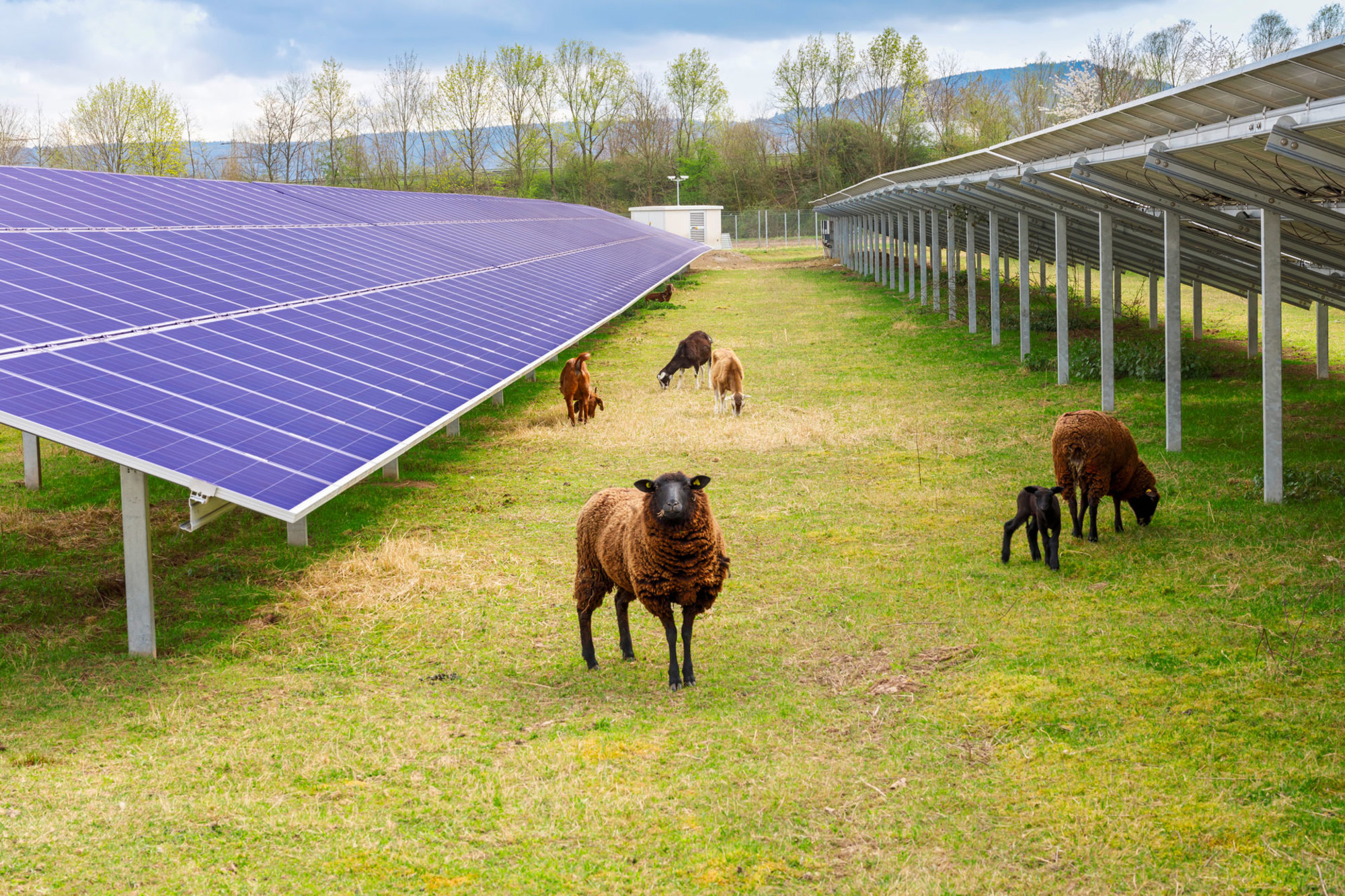 Un champ avec des panneaux solaires et des moutons broutant l'herbe en dessous.