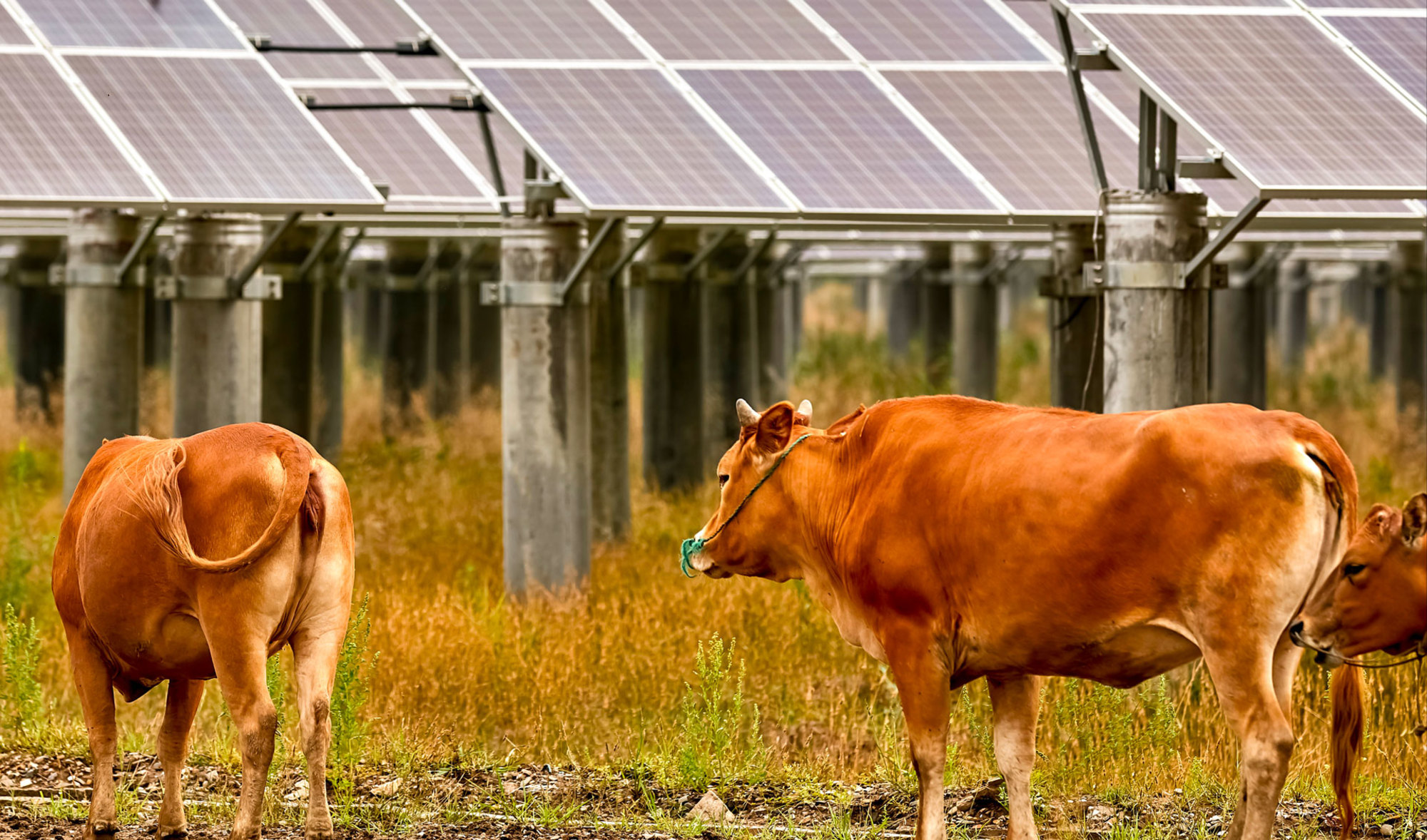 Des vaches brunes paissant près de panneaux solaires montés sur de hauts piliers.